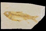 Bargain Fossil Fish (Knightia) - Wyoming #150589-1